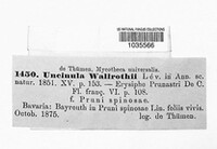 Uncinula wallrothii image